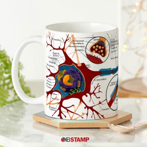 ماگ ساختار نورون