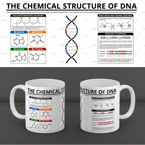 ماگ ساختار شیمیایی DNA