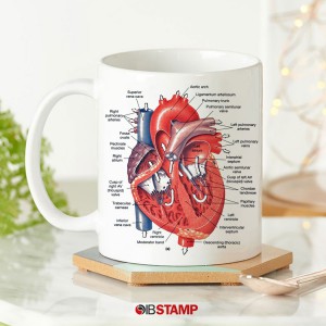 ماگ آناتومی قلب کد 461