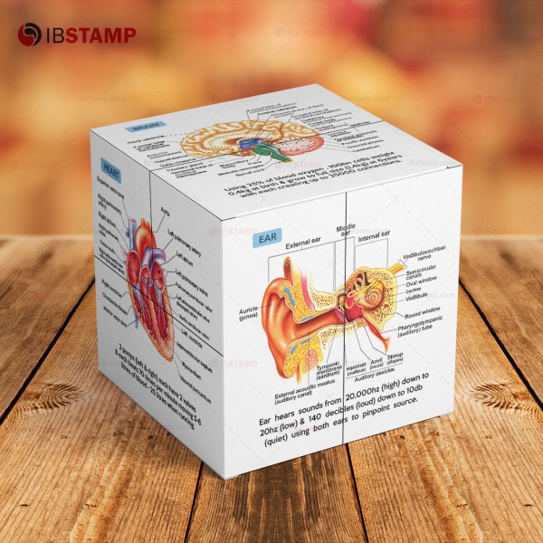 تصویر خرید اینترنتی مکعب آناتومی 